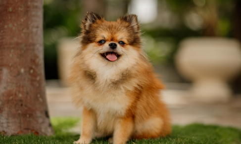 Pomeranian Breed Highlights