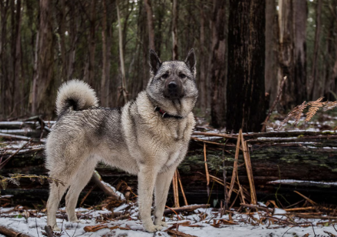 Norwegian Elkhound Breed Profile