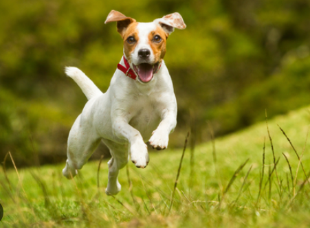 Jack Russell Terrier Spotlight
