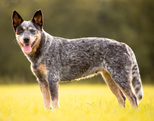 Australian Cattle Dog Breed Facts