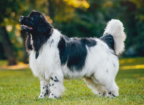 Newfoundland Dog Breed Profile