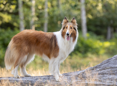 Rough Collie Breed Insights
