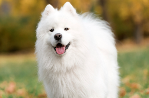 Samoyed Dog Breed Overview