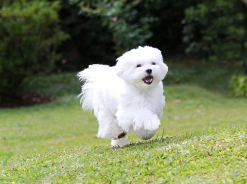 Maltese Dog Breed Guide