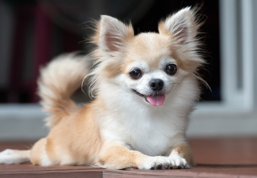 Chihuahua Breed Essentials