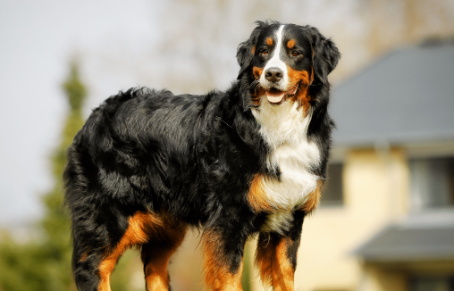 Bernese Mountain Dog Spotlight