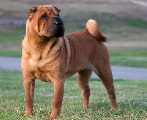 Chinese Shar-Pei Breed Facts