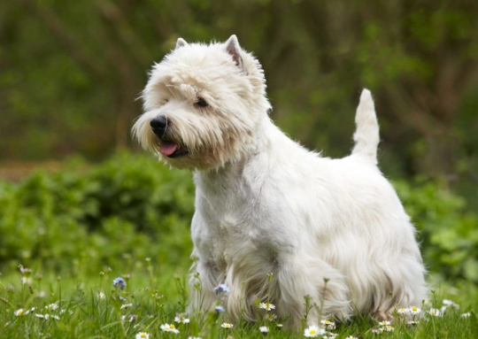 West Highland White Terrier Spotlight