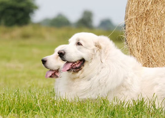 Great Pyrenees Breed Overview