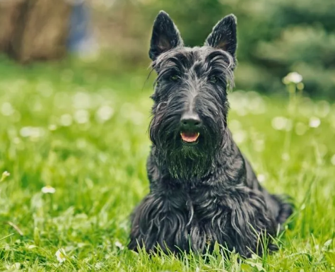 Scottish Terrier Breed Essentials