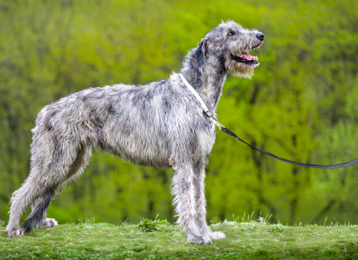Irish Wolfhound Breed Essentials