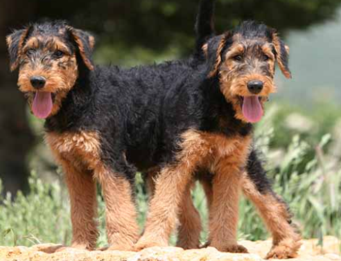 Airedale Terrier Breed Facts