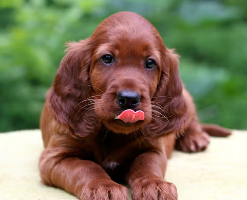 Irish Setter Breed Facts