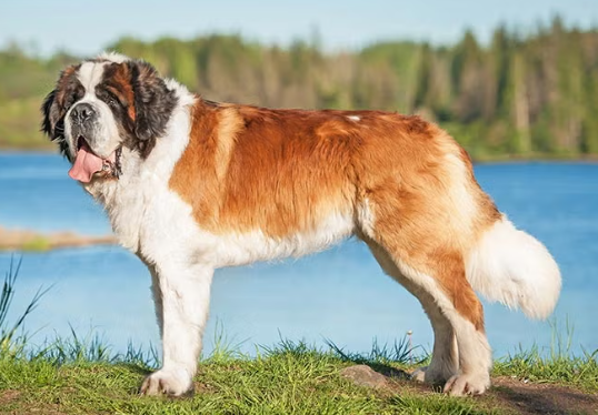 Saint Bernard Breed Profile