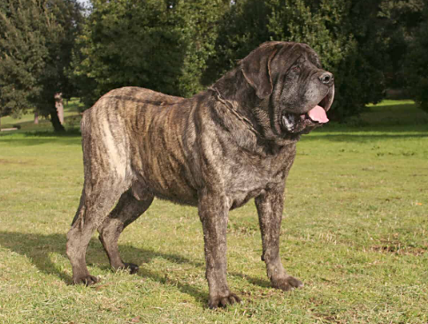English Mastiff Breed Guide