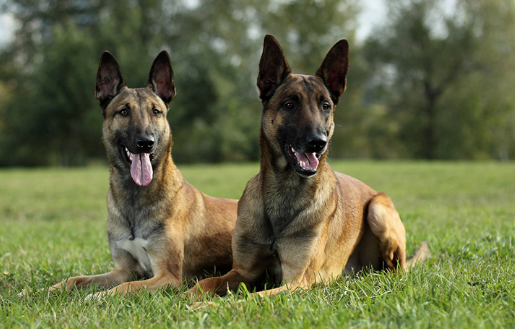 Belgian Malinois Breed Spotlight