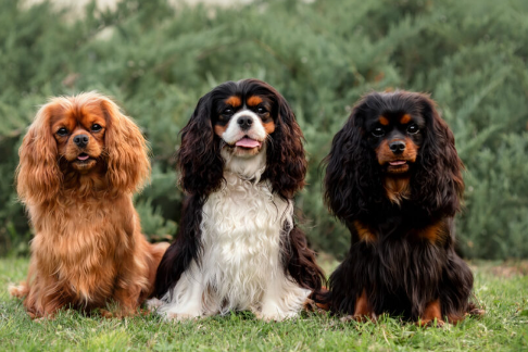 Cavalier King Charles Spaniel Spotlight