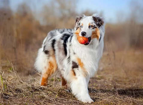 Australian Shepherd Breed Facts