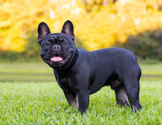 French Bulldog Breed Essentials