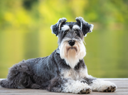 Miniature Schnauzer Breed Overview