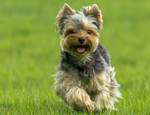 Yorkshire Terrier Breed Facts