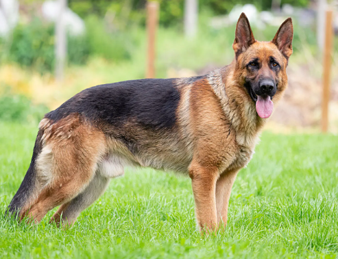 German Shepherd Breed Overview