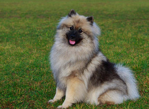 Keeshond Breed Insights