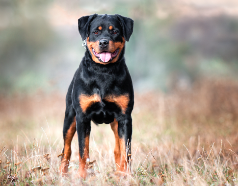 Rottweiler Breed Highlights