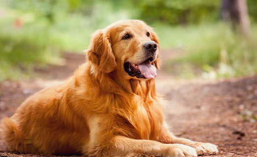 Golden Retriever Daily Spotlight