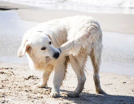 Weird Dog Habits Explained