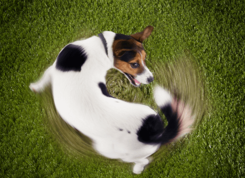 Funny Things Dogs Do