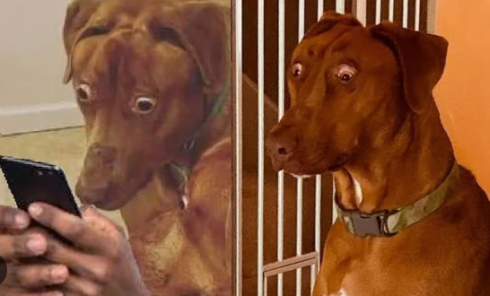 Viral Dog Memes