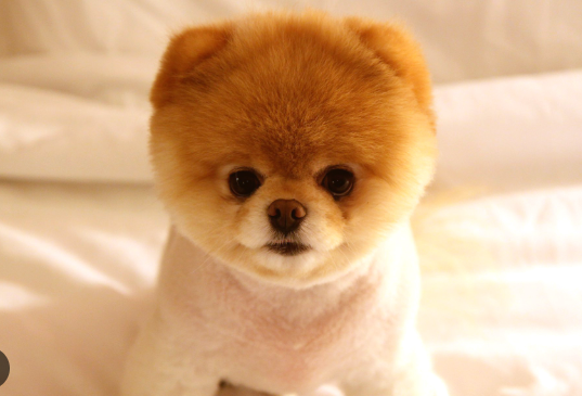 Famous Internet Dogs
