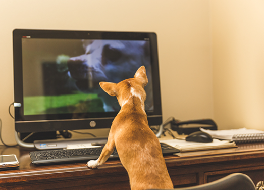 Dogs in Internet Culture