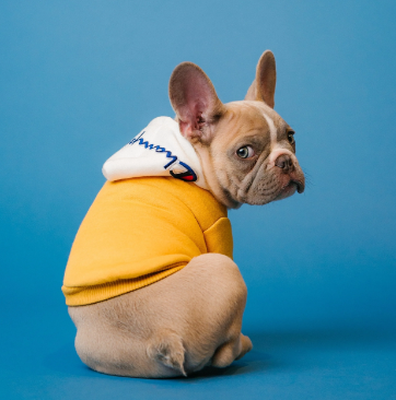 Dogs in Advertising and Brands