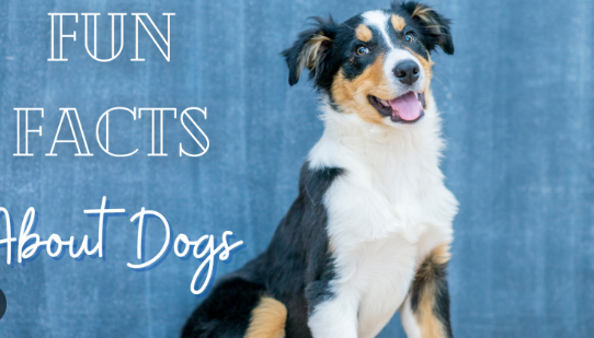 Fun Facts About Dogs