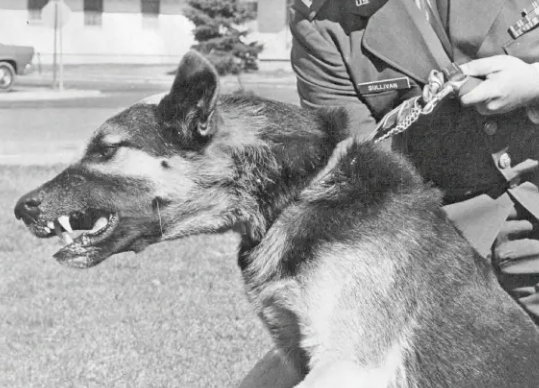 Hero Dogs in History