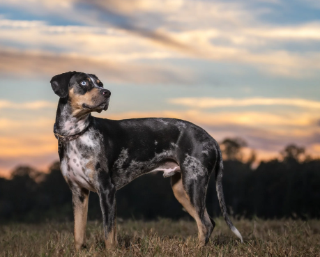 Dogs in Photography