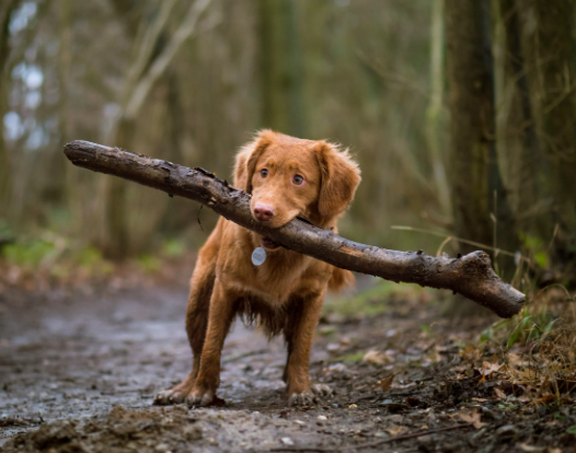 Dog Culture Around the World