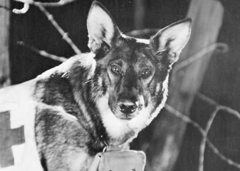 Famous Dogs in History