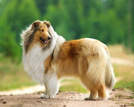 Famous Dog Characters in Movies