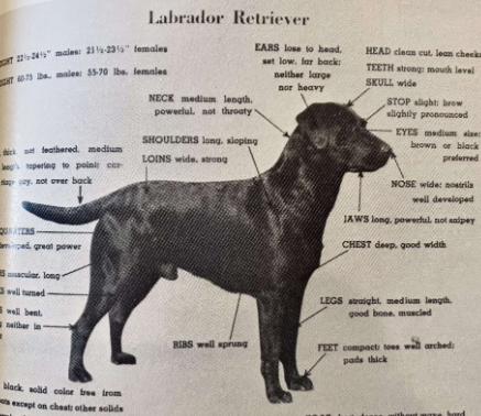 Labrador Retriever Breed Facts