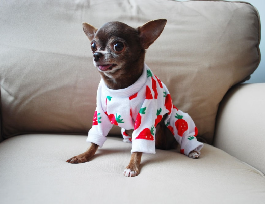 Instagram Famous Dogs