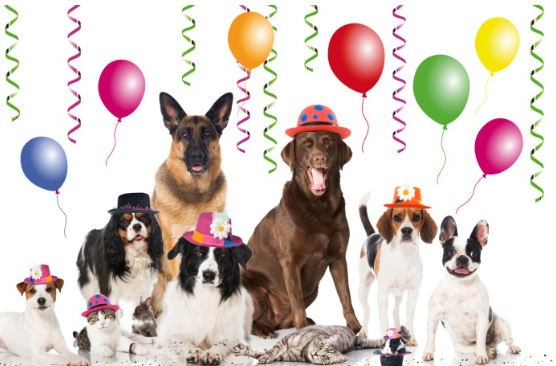 Dog Celebration Days