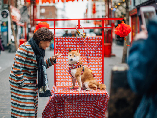 Dog Festivals Around the World