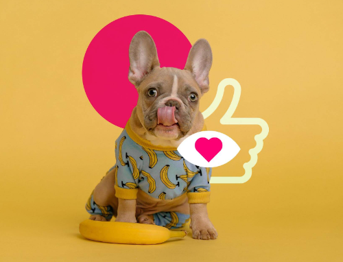 Cute Dog Trends Online