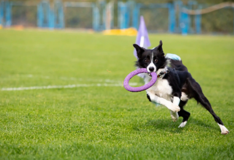 Dog Sports and Fun Activities