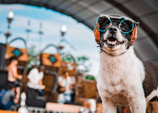 Dog Friendly Festivals