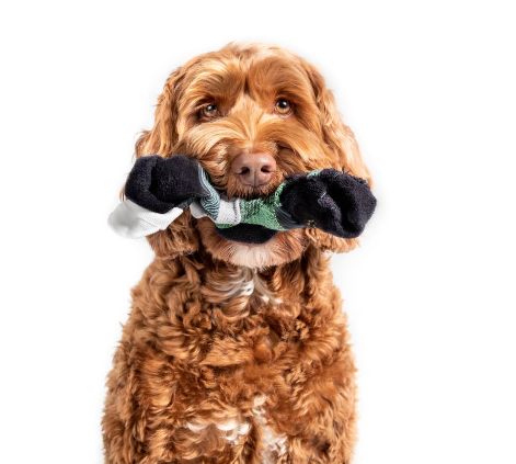 Why Dogs Steal Socks