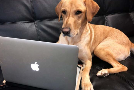 Dogs on Social Media